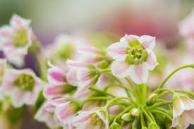 Image result for Nectaropetalum