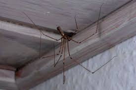 Check spelling or type a new query. Daddy Long Legs Spiders Encyclopedia Of Life