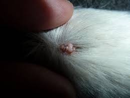 My Dog Has A Small Pink Raised Bump On Her Neck Dog Warts Toxic Foods For Dogs Dog Paws