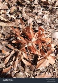 Image result for Triplaris americana