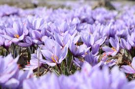 We did not find results for: 15 Splendidi Fiori Di Marzo Fito