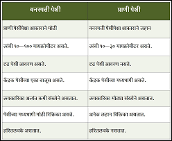 Animal cell information in marathi. à¤ª à¤° à¤£ à¤ª à¤¶ Animal Cell à¤®à¤° à¤  à¤µ à¤¶ à¤µà¤• à¤¶