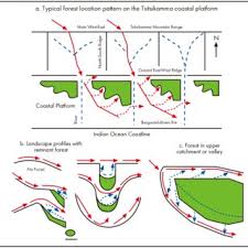 Image result for Brachychloa schiemanniana