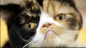 Mengetahui tanda tanda kucing yang sedang sakit sebenarnya mudah. Penyebab Kucing Flu Dan Cara Mengobatinya Tanya Dokter Hewan