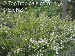 Image result for Tetragonia calycina