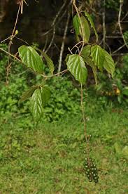 Image result for Ampelocissus