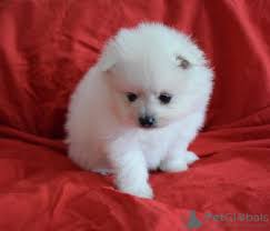 Voir plus d'idées sur le thème chien nain, chien, chiot. Spitz Nain A Vendre En Ville De Geneve Suisse Prix 500 Annonce 7614