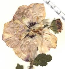 Image result for Hibiscus aethiopicus
