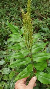 Image result for Anemiaceae