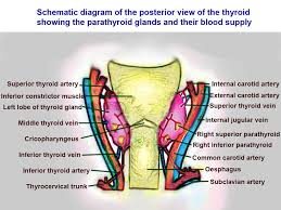 It covers the frontal and lateral side… Anatomy Head And Neck Thyroid Arteries Article