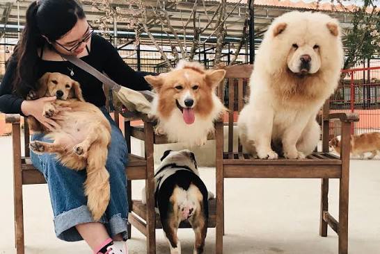 Nông Trại Cún - Puppy Farm (@nongtraicun) - Photos | Facebook
