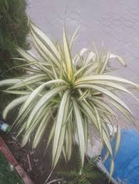 Image result for Chlorophytum macrorrhizum