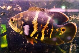 Find the best deals for oscars fish. What Do Oscar Fish Eat Lovetoknow
