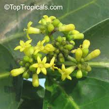 Image result for Psychotria capensis