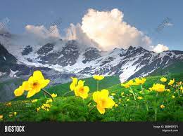 A beautiful display of hardy species found in the rocky mountain regions. Summer Mountains Image Photo Free Trial Bigstock