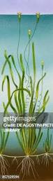 Image result for Vallisneria spiralis