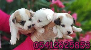 Kisa Bacak Jack Russell Terrier