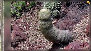 صور مثيرة و غريبة و محرجة و مضحكة التقطت في الوقت المناسب مواقف مضحكة Nature Pictures Nature Plants