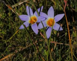 Image result for Romulea camerooniana