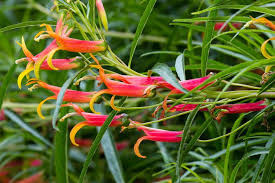 Image result for Lobelia uliginosa