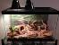Ball Python Tank Ideas