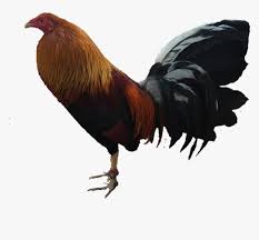gallo rooster hd png download transparent png image pngitem gallo rooster hd png download