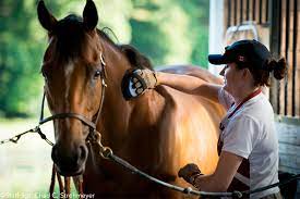 Professional Horse Grooming Tips - Horse Illustrated