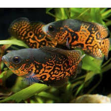 Kami akan memberikan daftar harga aquarium terbaru, namun harga yang tercantum disini belum tentu sama dengan harga di pasaran. Harga Ikan Hias Terbaik Juli 2021 Shopee Indonesia