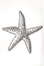 Star Fish Pen Drawings And Prints Made To Order Fully Customised From 20 00 Via Etsy Fish Drawings Starfish Drawing Ocean Drawing