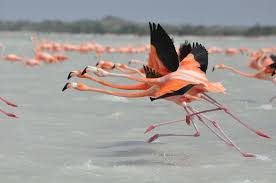 84 Gorgeous Flamingo Pics To Celebrate Pink Flamingo Day Flamingo Photo Flamingo Colorful Birds