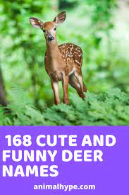 168 Cute And Funny Deer Names Funny Deer Cute Pet Names Pet Deer