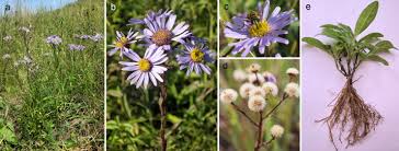 Image result for Amellus