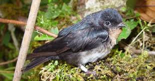 Birds That Make Mud Nests Under Bridges Pale Footed Swallow Notiochelidon Flavipes Bird Species Pet Birds All Birds