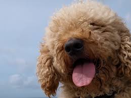In general, larger dogs tend to live shorter lives than smaller dogs. Labradoodle Creator Says The Breed Is His Life S Regret The New York Times