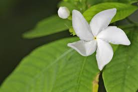 Image result for Tabernaemontana eglandulosa