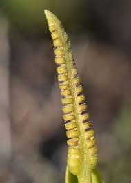 Image result for Ophioglossum reticulatum