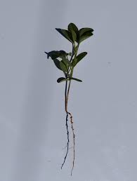 Image result for Crotalaria trichotoma