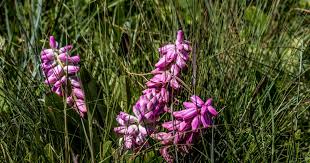 Image result for Corycium dracomontanum