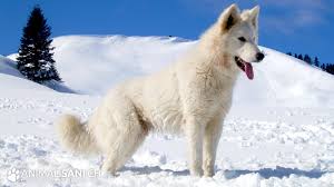 Con che cosa amano vivere. Pastore Svizzero Bianco Cane Da Pastore Collie Pastore