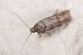 Image result for Teleiopsis diffinis