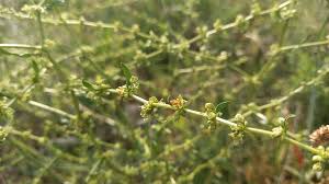 Image result for Rumex pulcher