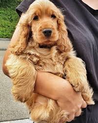 Cute Puppy Cocker Spaniel Puppies Cute Puppies Spaniel Puppies
