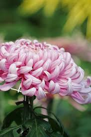 Pin On Flowers Of The Month