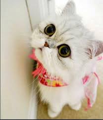20 gambar kucing lucu dan imut dari berbagai jenis. 99 Animasi Kucing Bergerak Lucu Cikimm Com