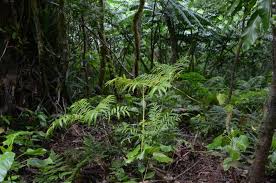 Image result for Ptisana