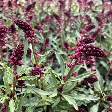 Image result for Lysimachia brevipes