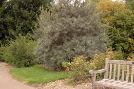 Image result for Hippocratea buchananii