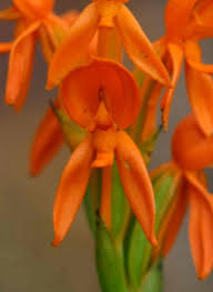 Image result for Platycoryne