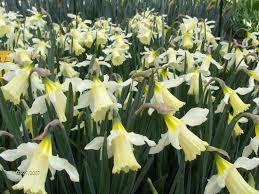 Narcis W P Milner Narcissus W P Milner Mijntuin Org Narcis Vaste Planten Narcissen