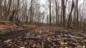 Direct personal purchases represent the traditional way to buy timber land. How To Sell Your Timber Base Camp Leasing